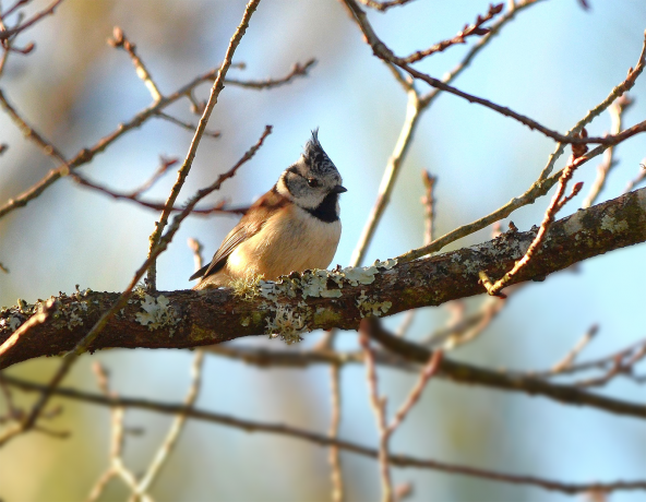 Mésange huppée